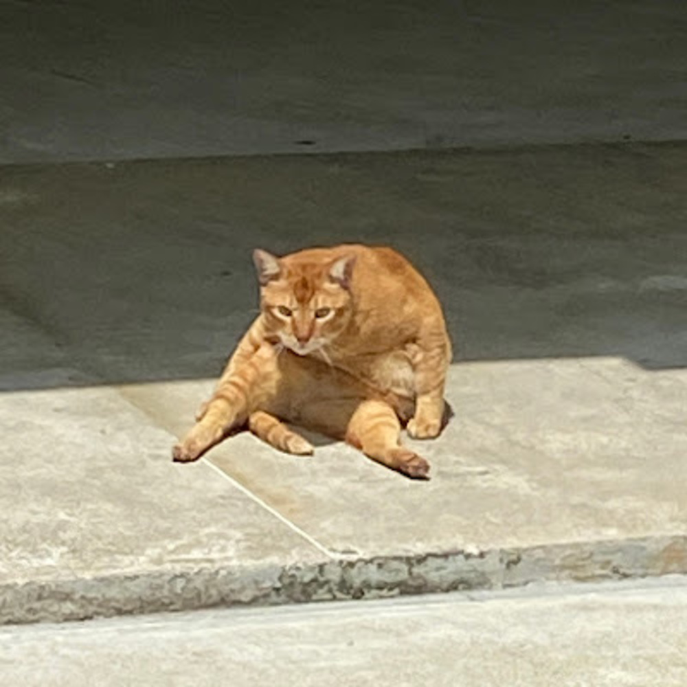 Meet your Posher, Maleha